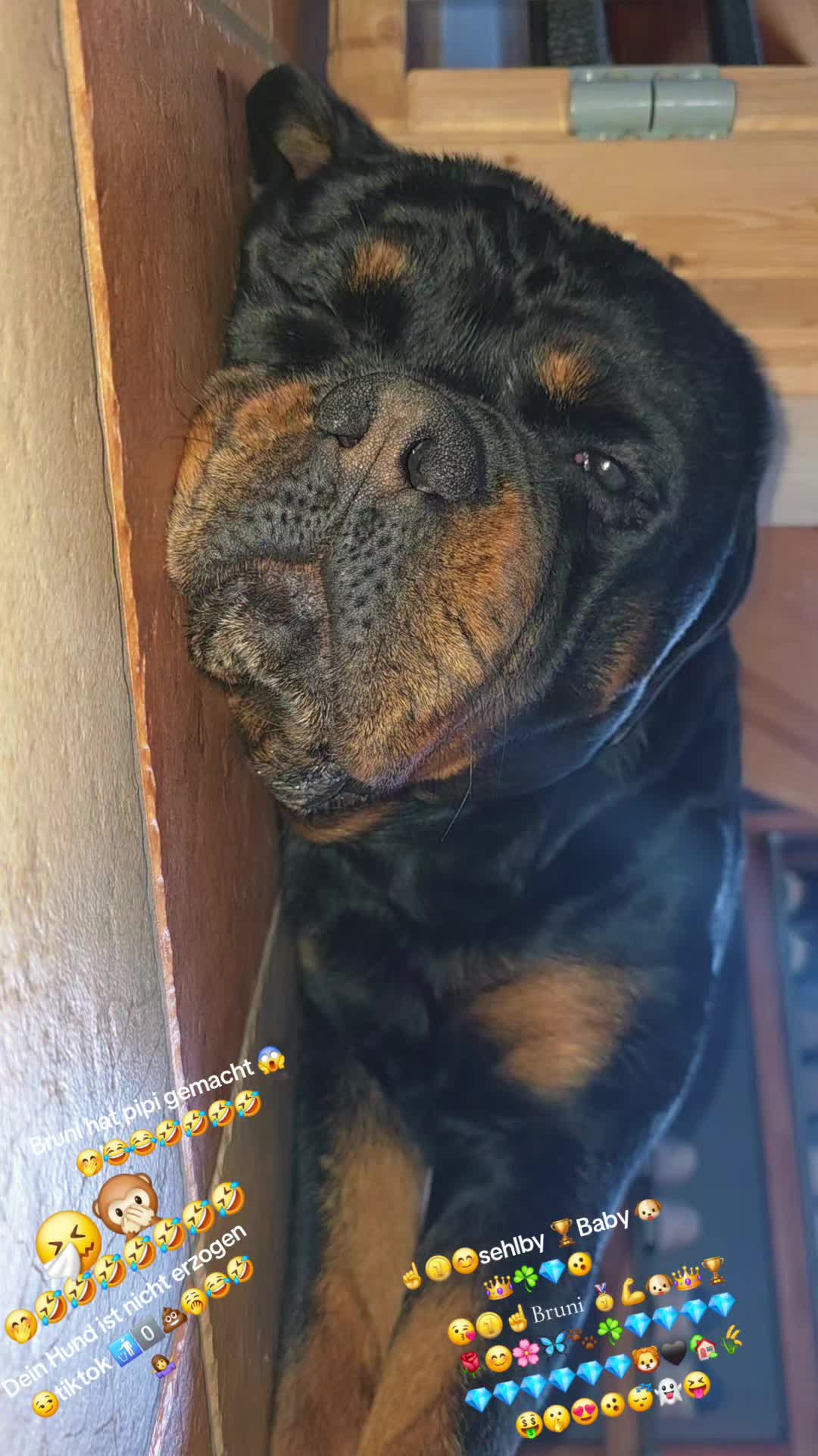 @Rottweiler Bruno