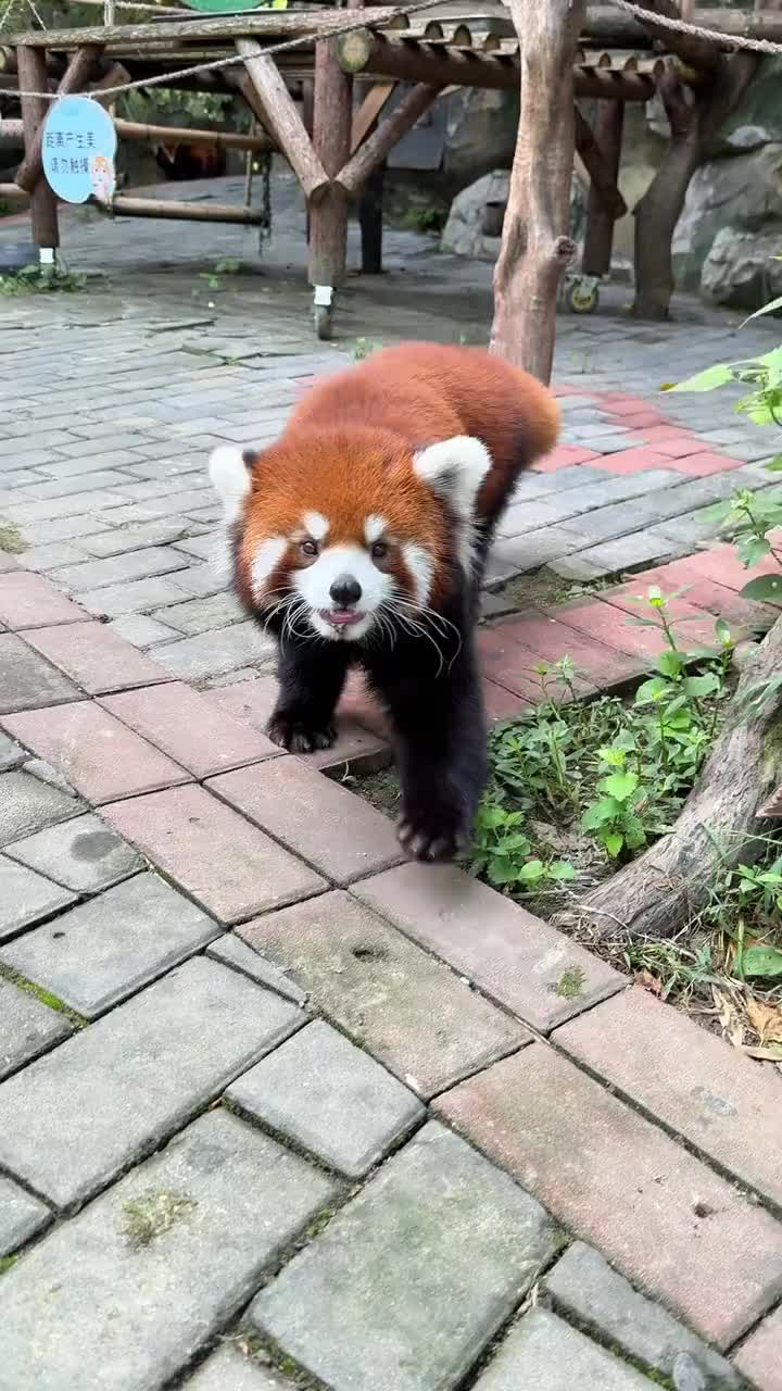 @Krezhi Panda 90