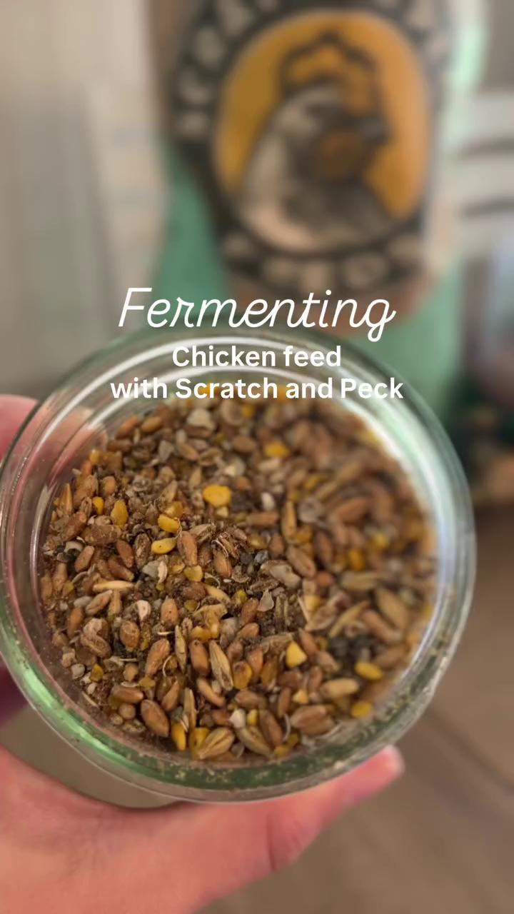 @Scratch and Peck Feeds