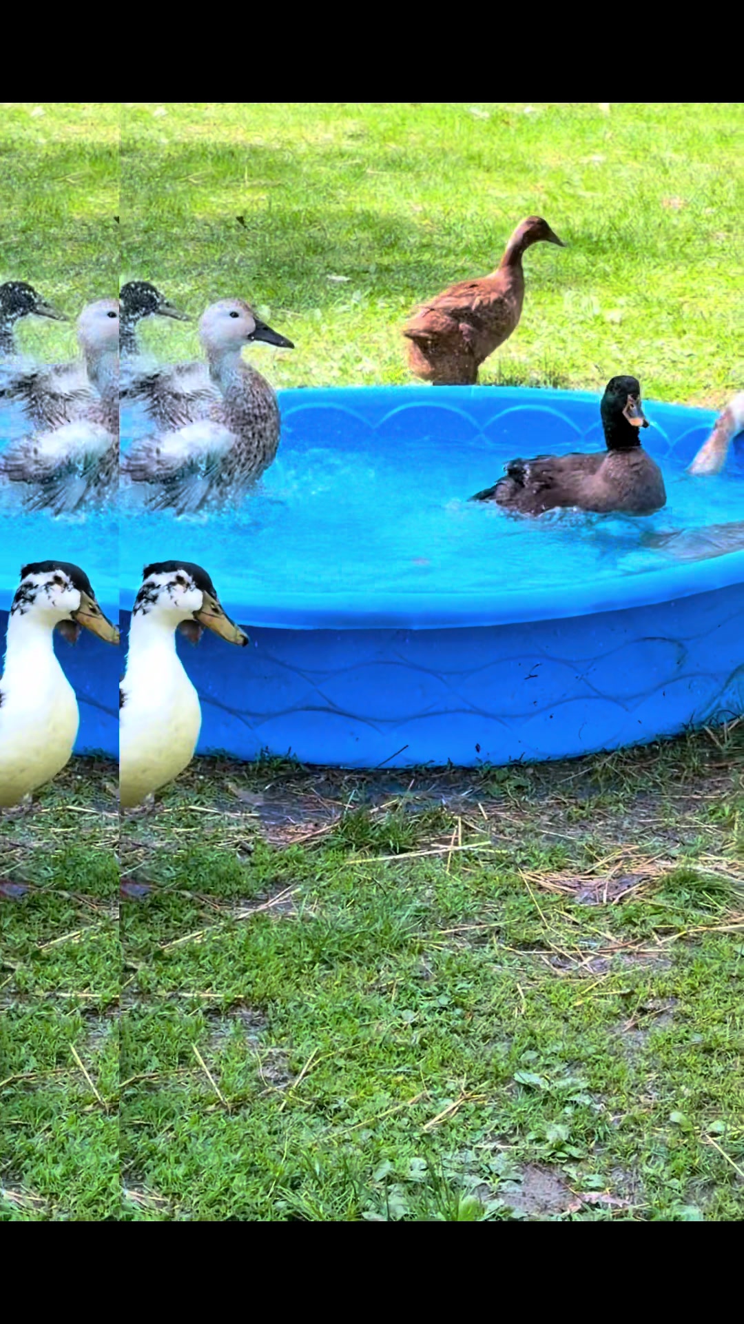 @Cluck and Waddle Farm Rescue