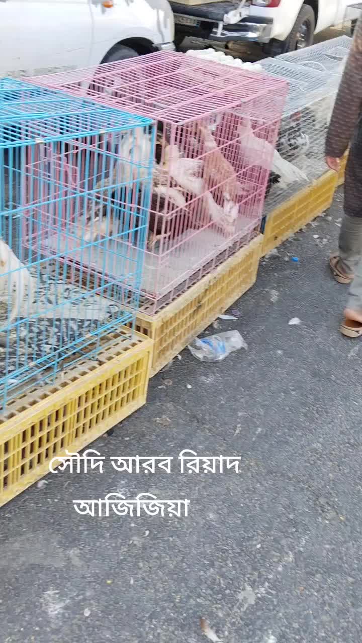 @❤️🇧🇩Shamim Mia 🇧🇩❤️