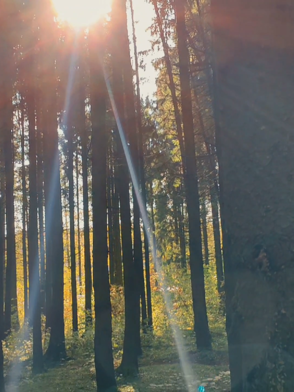 @khvoyny🌲
