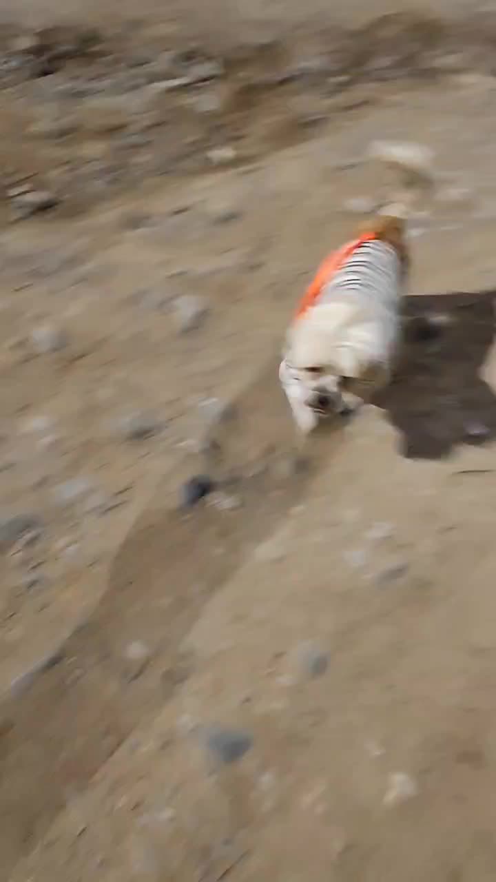 @paraqueveas👁️🐶