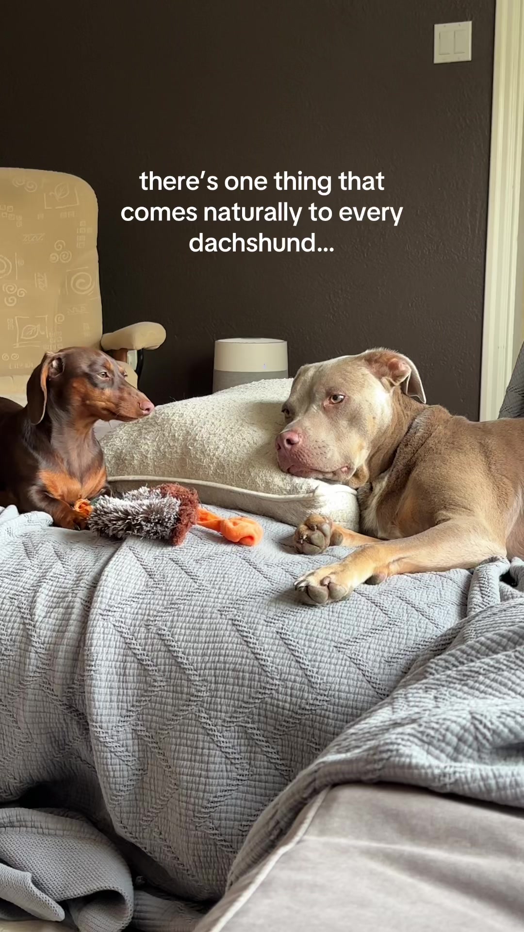 @rhubarb the doggo