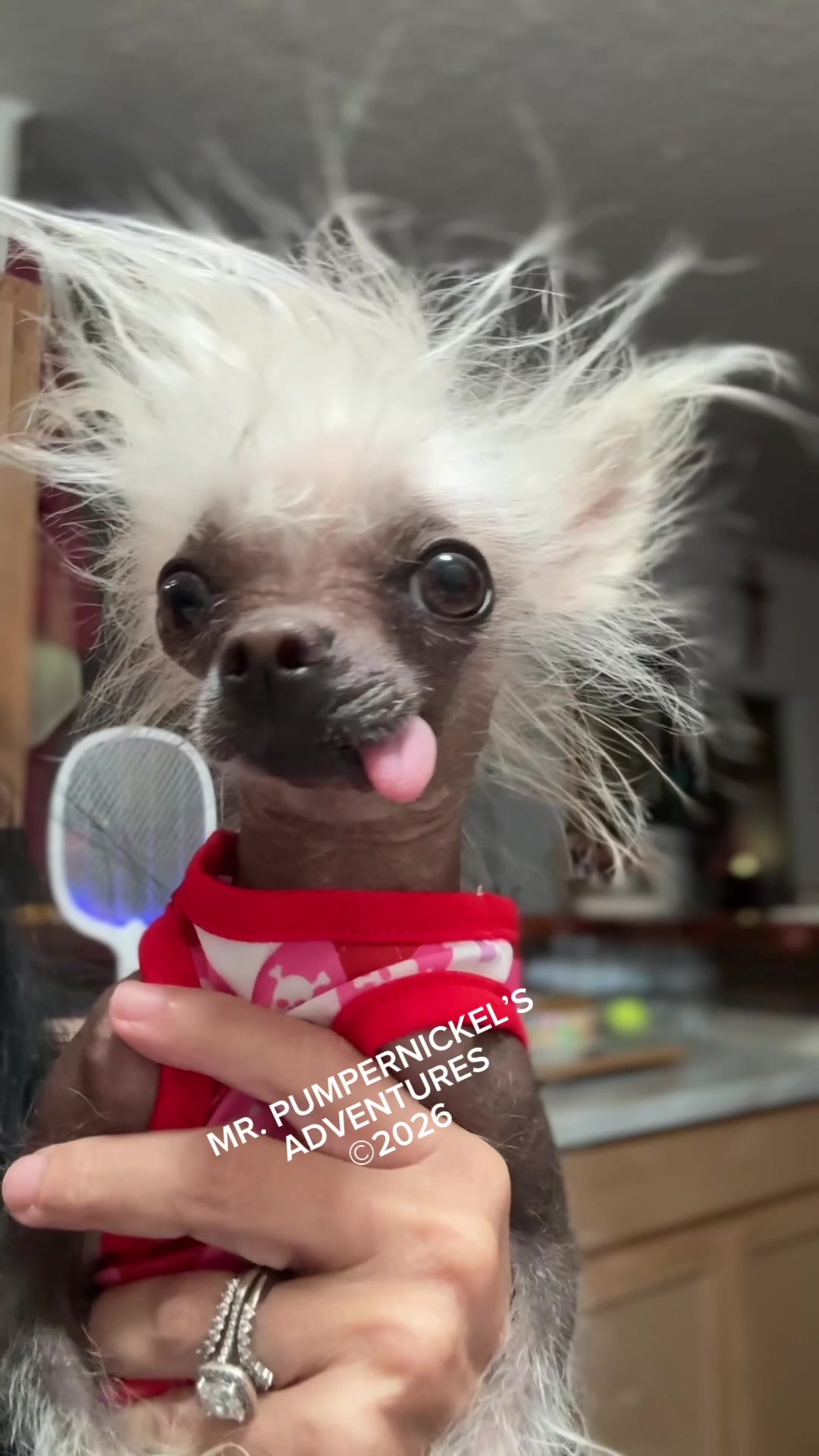 @Mr. Pumpernickel