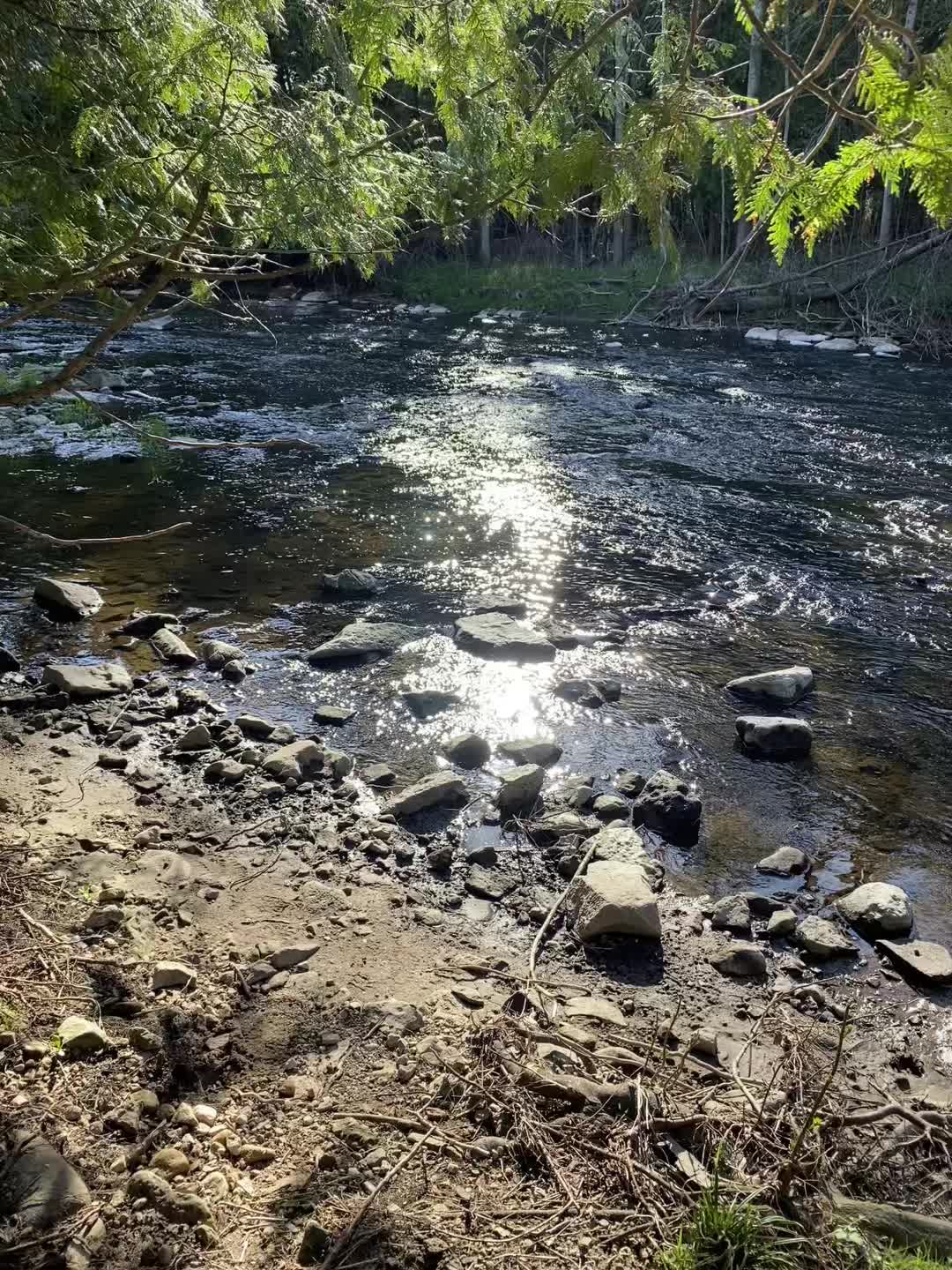 @☦︎ 🌲