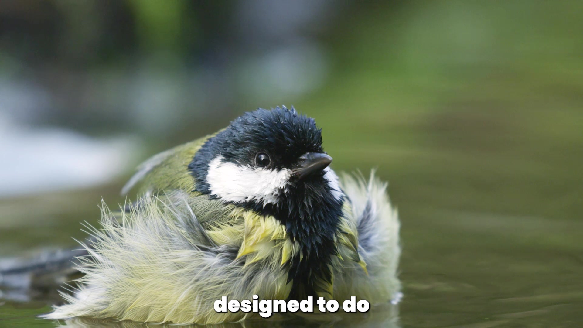 @Bird Lens