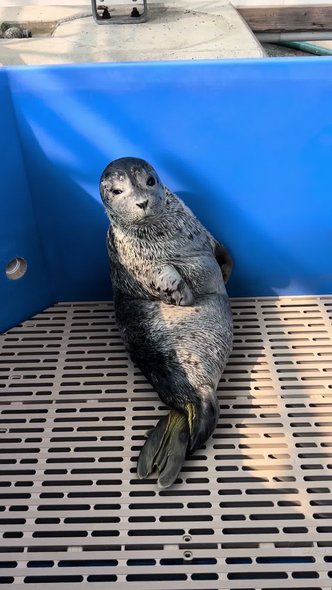 @Marine Mammal Rescue Society