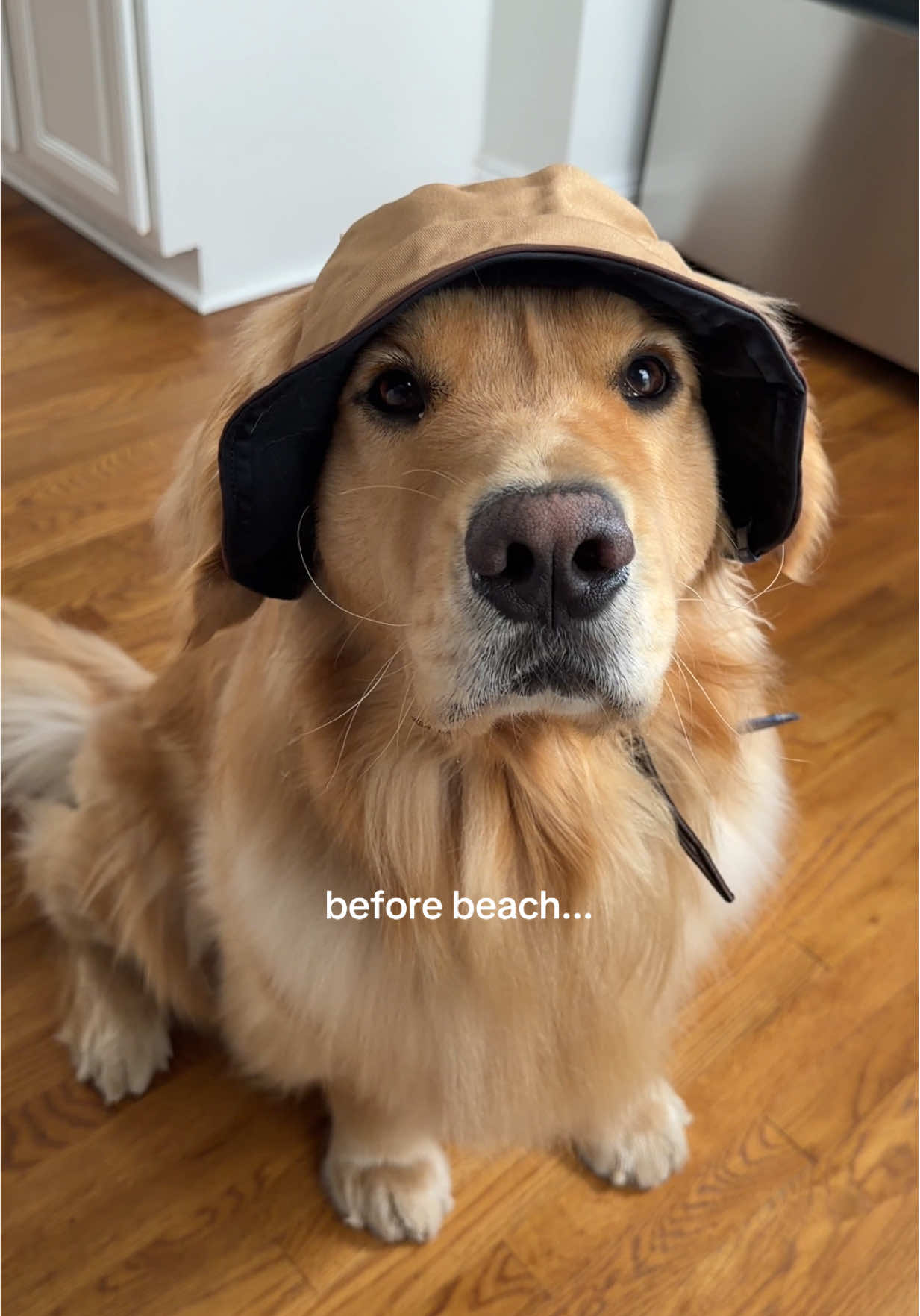 @Zebby The Golden Retriever