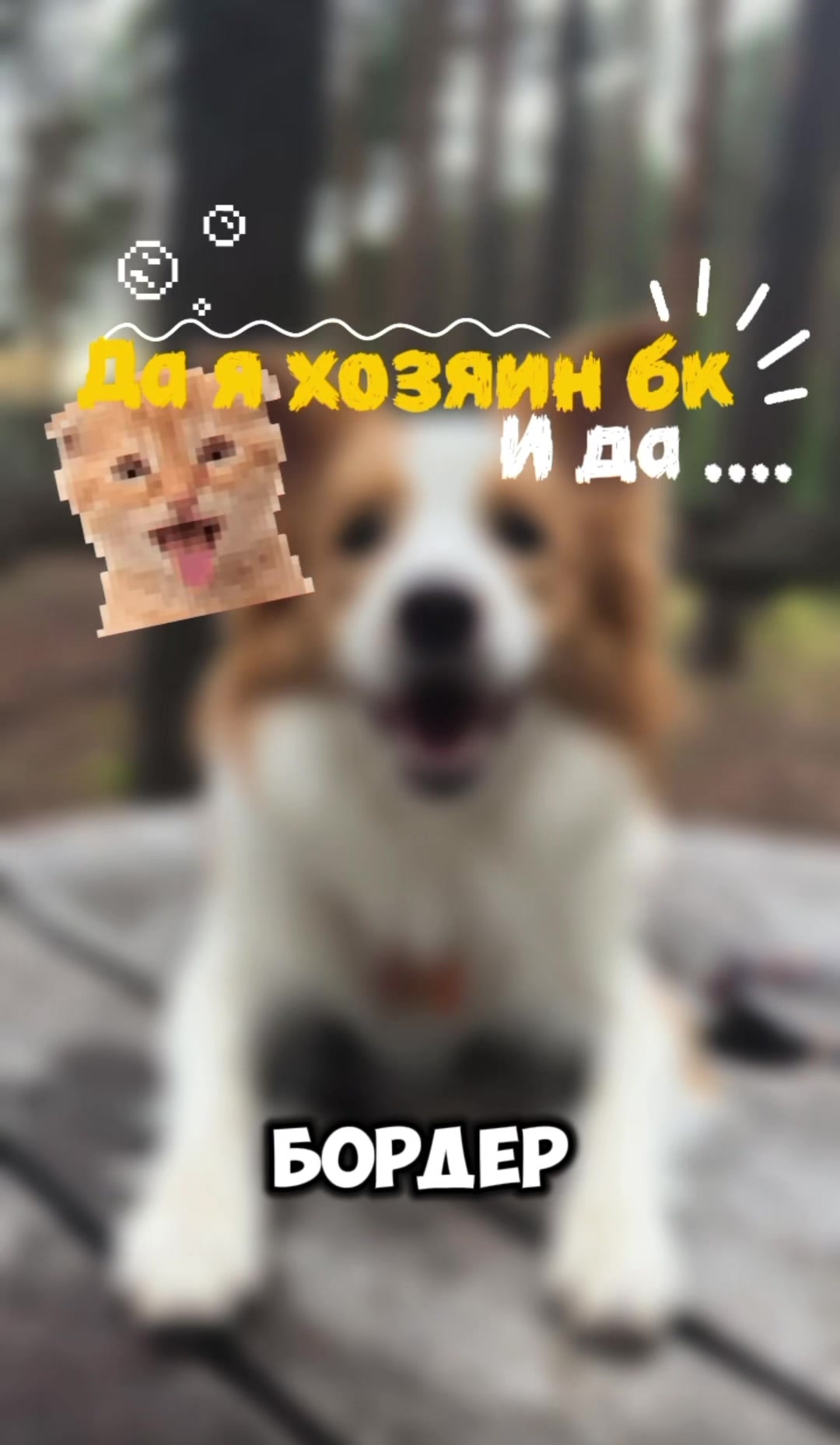 @ТГК: рыжий бордер🔥