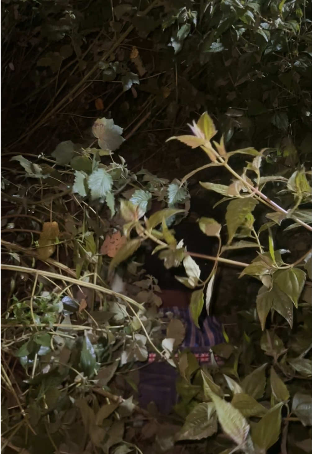 @𝐏𝐎𝐏 𝐁𝐎𝐈🦇