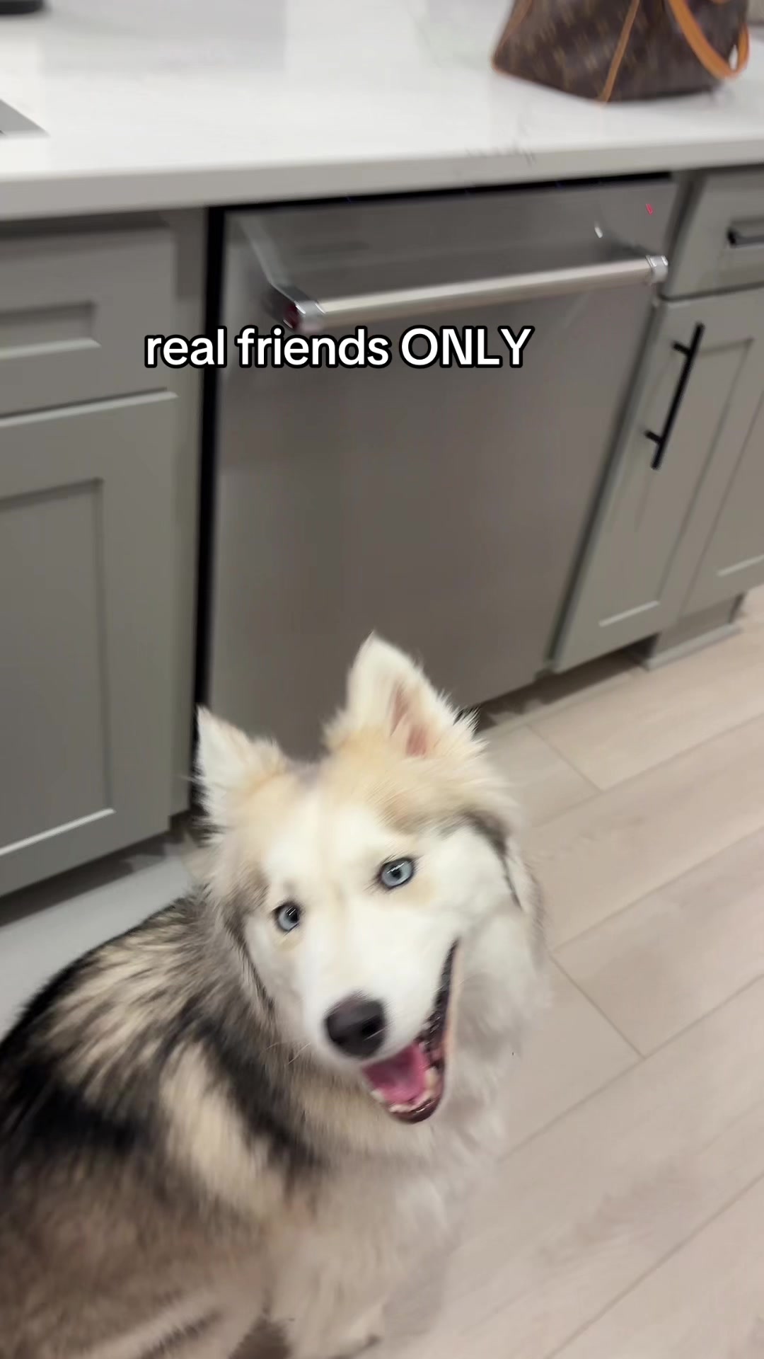 @lifewith2huskies