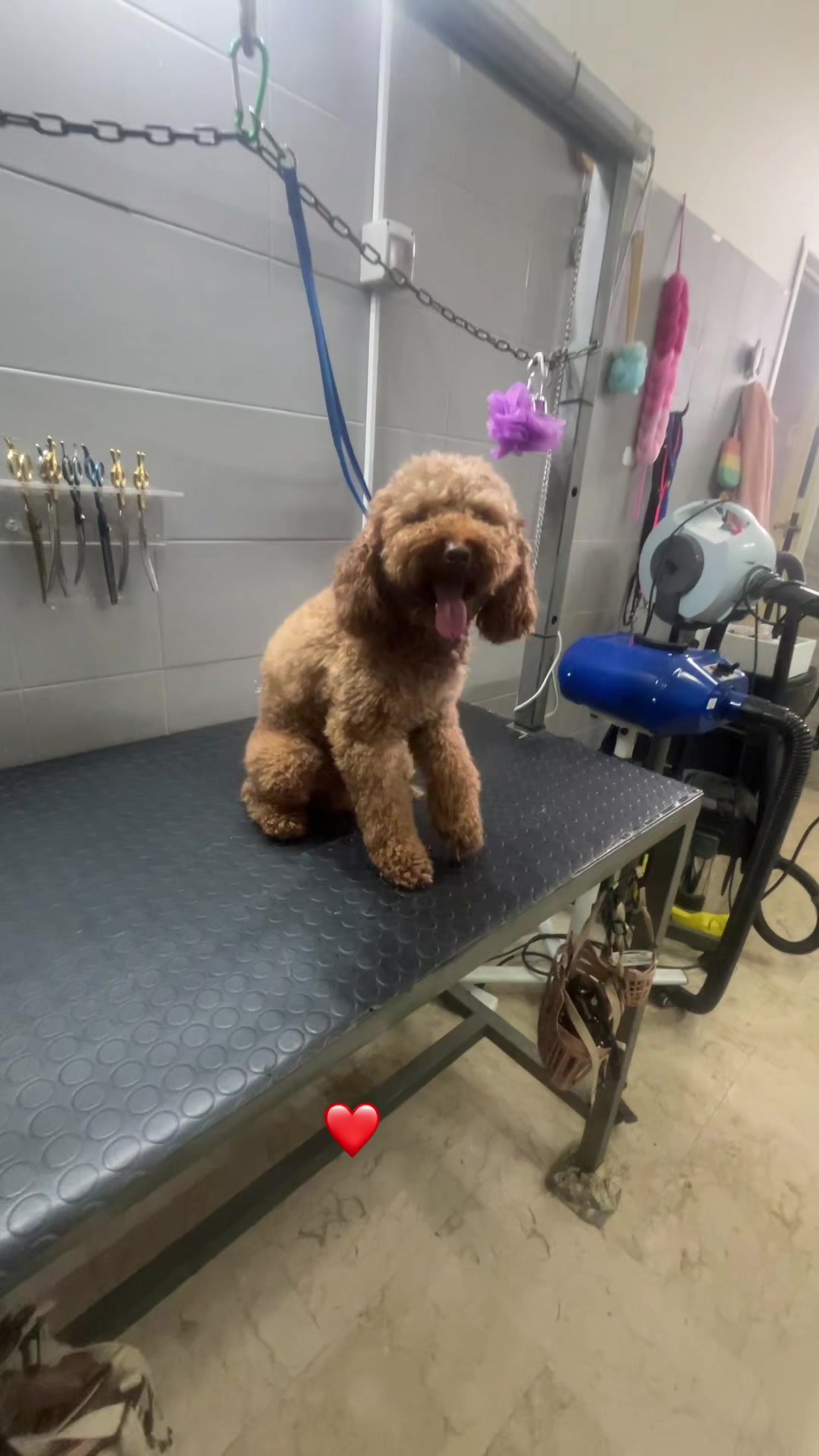 @La zia dei cani 🐶