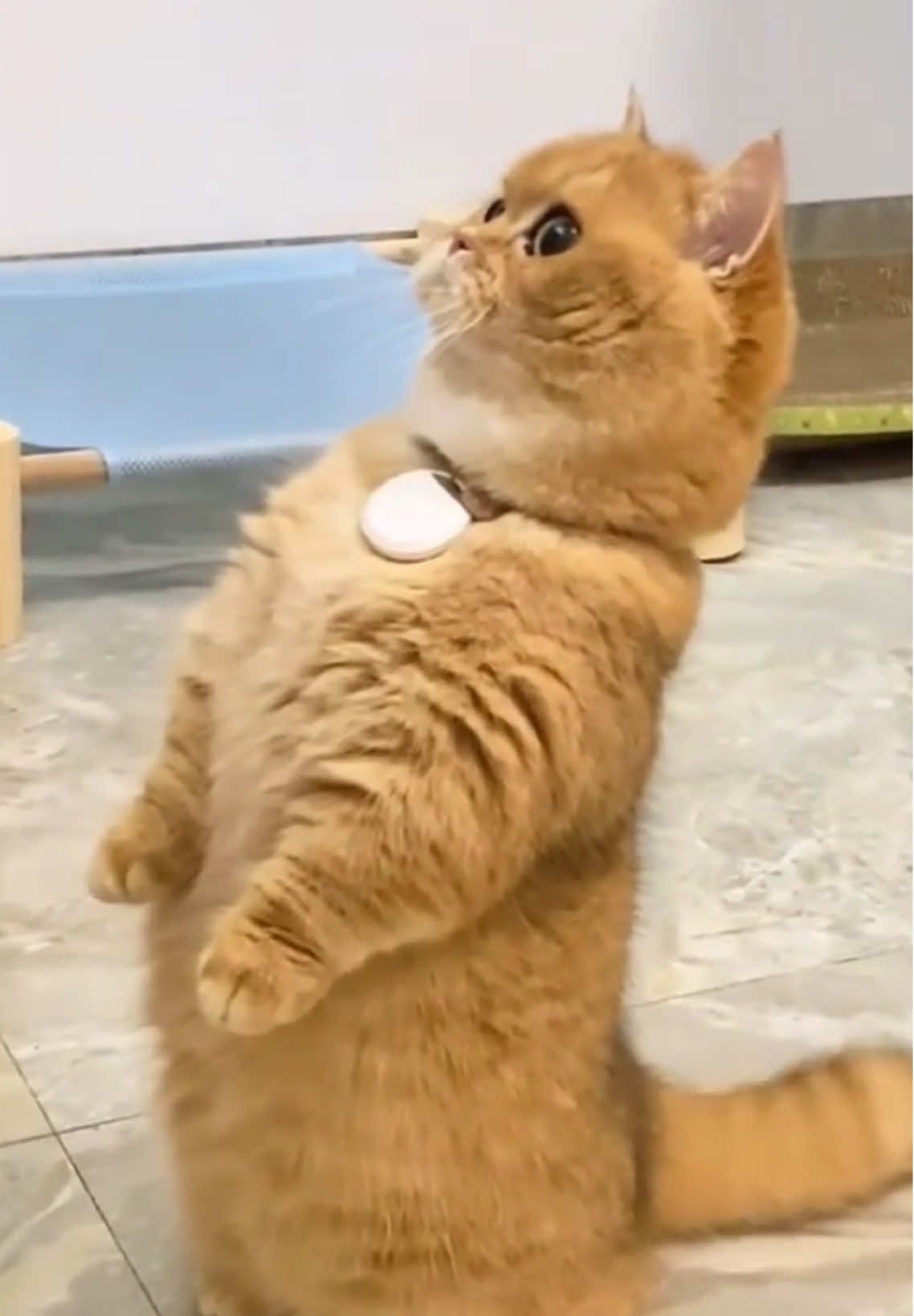 @pet home