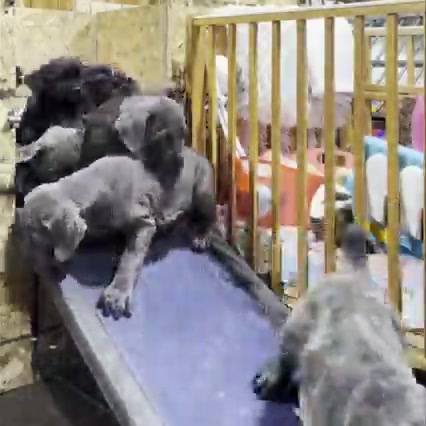 @bugattibloodlinekennels