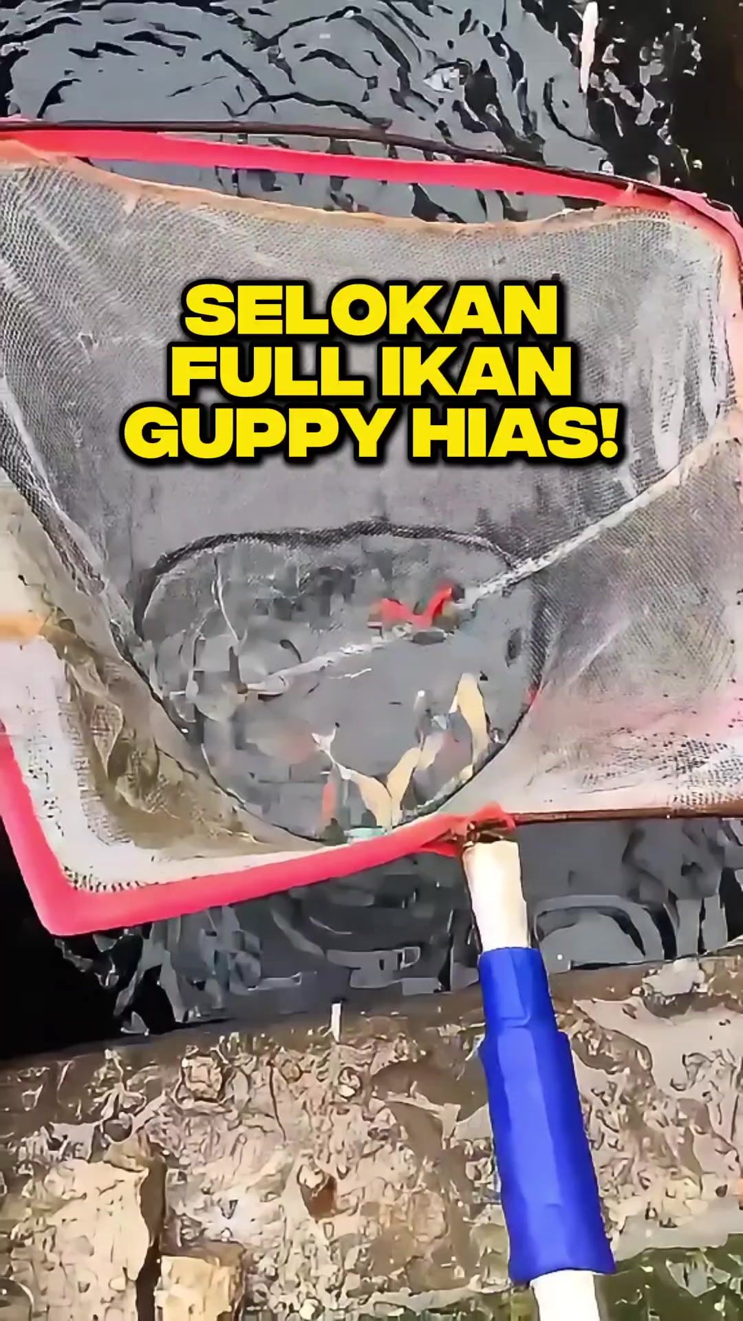 @Ardian Galih 🐜