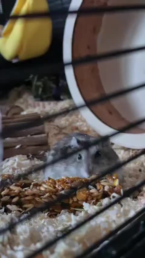 @Papek