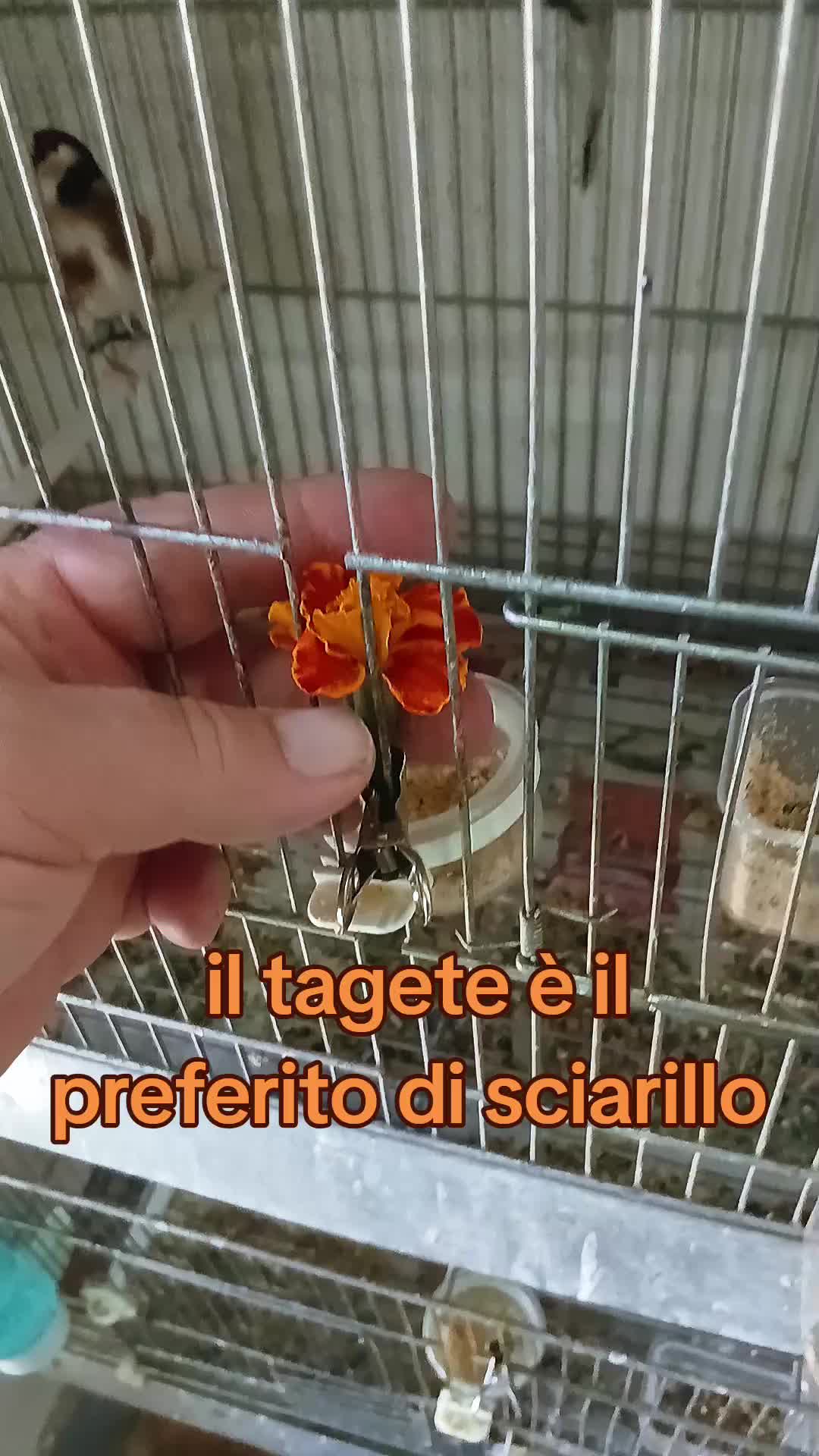 @Leonardo Dellacorte