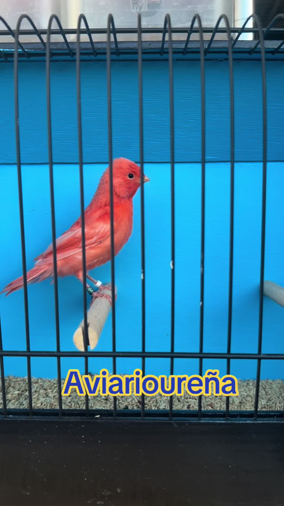 @AviarioUreña
