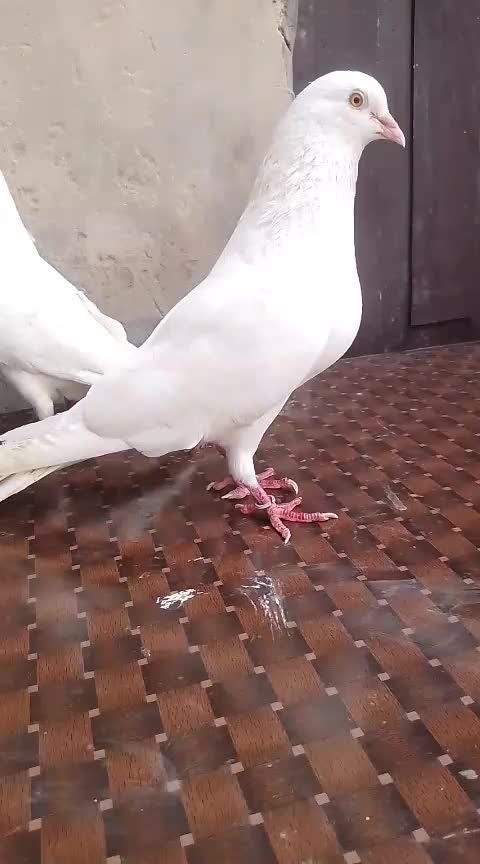 @Asadali
