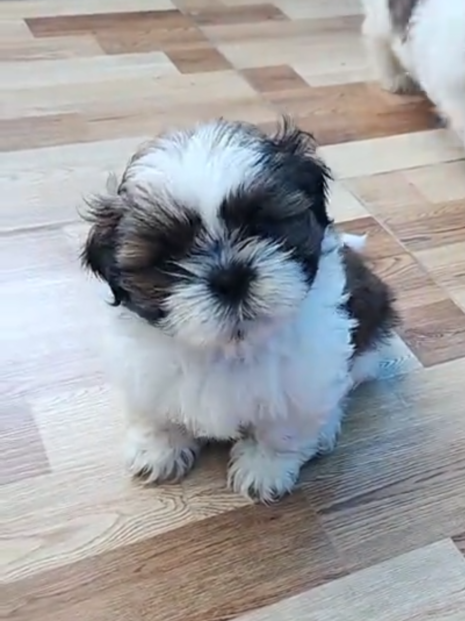 @𝙋𝙚𝙡𝙪𝙙𝙞𝙩𝙤𝙨 𝙚𝙣 𝙄𝙘𝙖