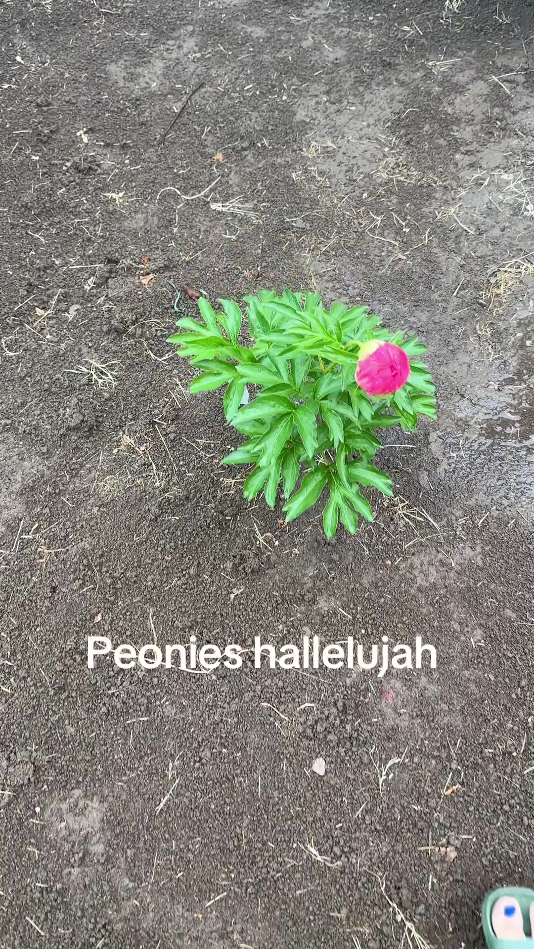 @allysonhanlim