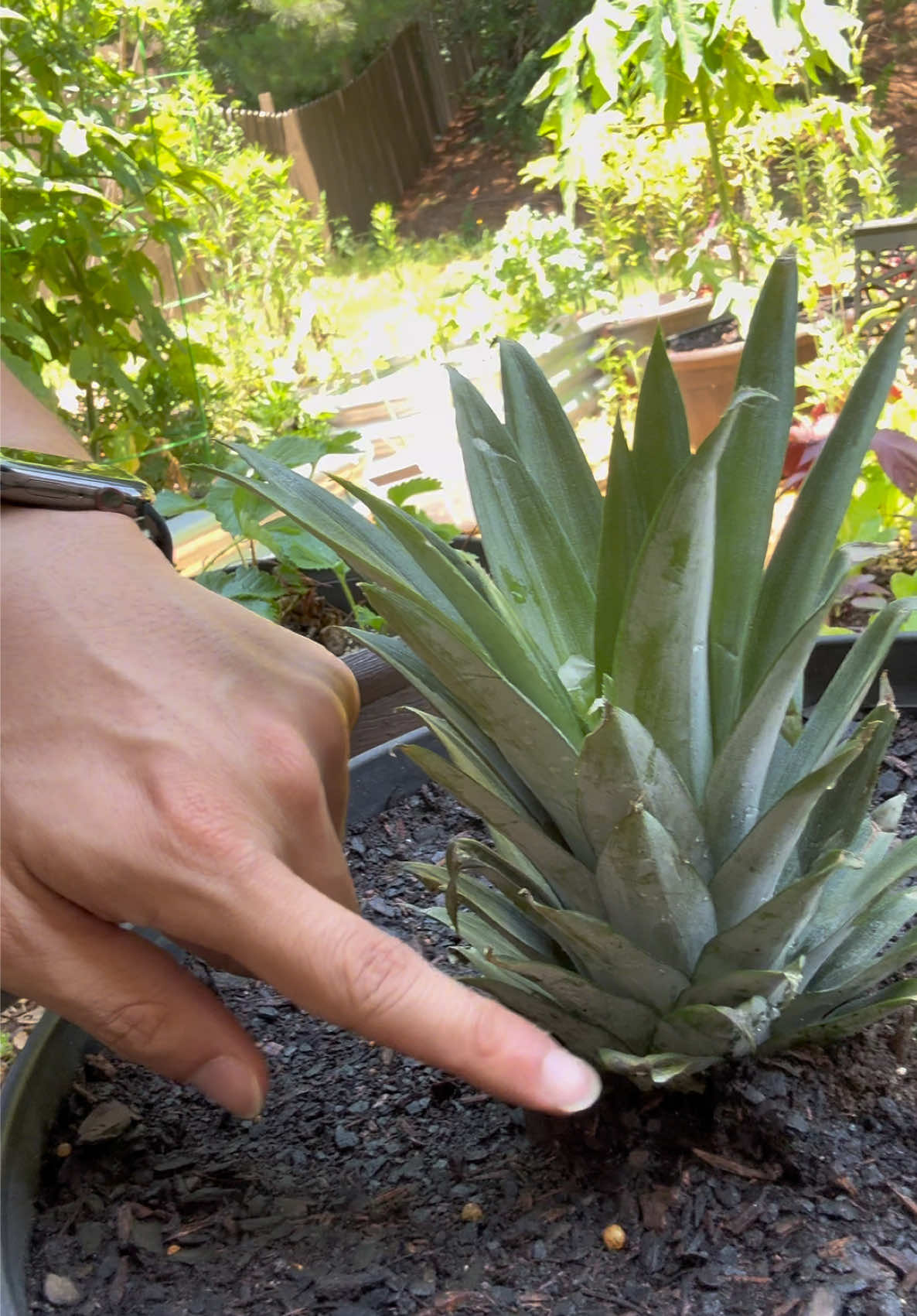 @Buff Gardener
