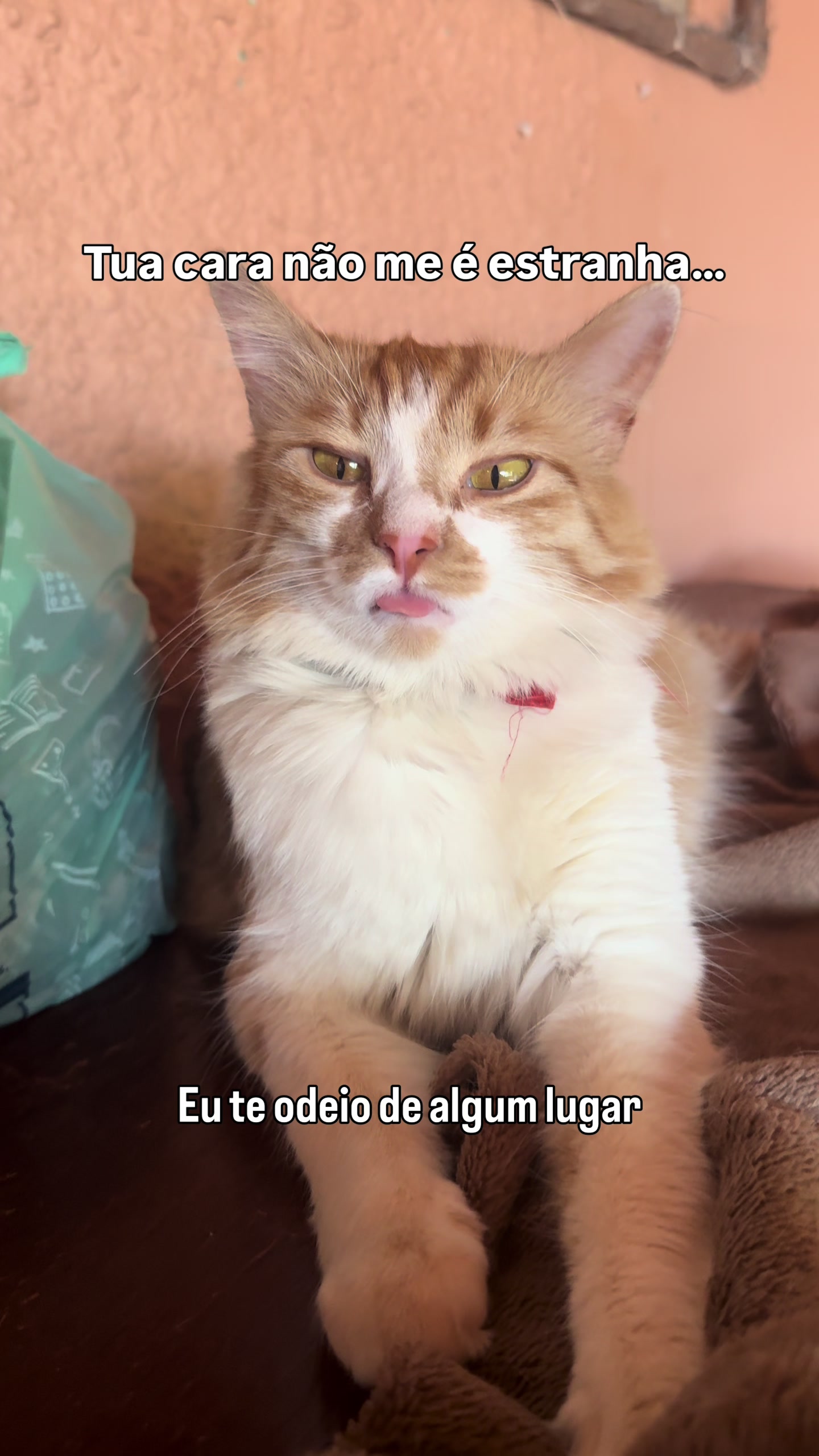 @loheseuspets
