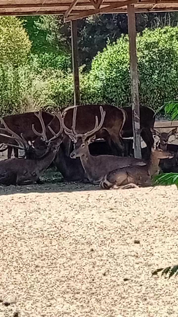 @Ateş 60 68