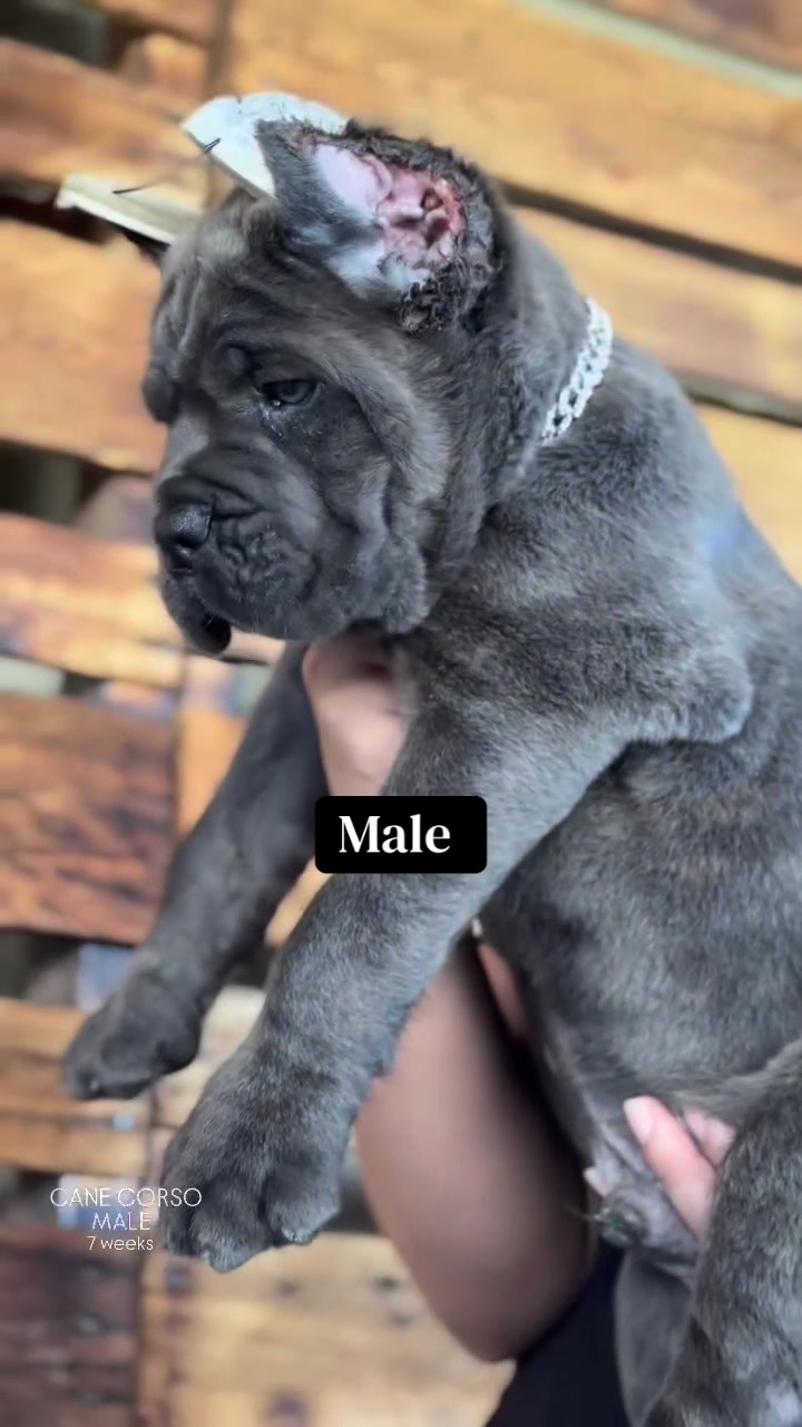 @Heart Land Cane Corso kennels