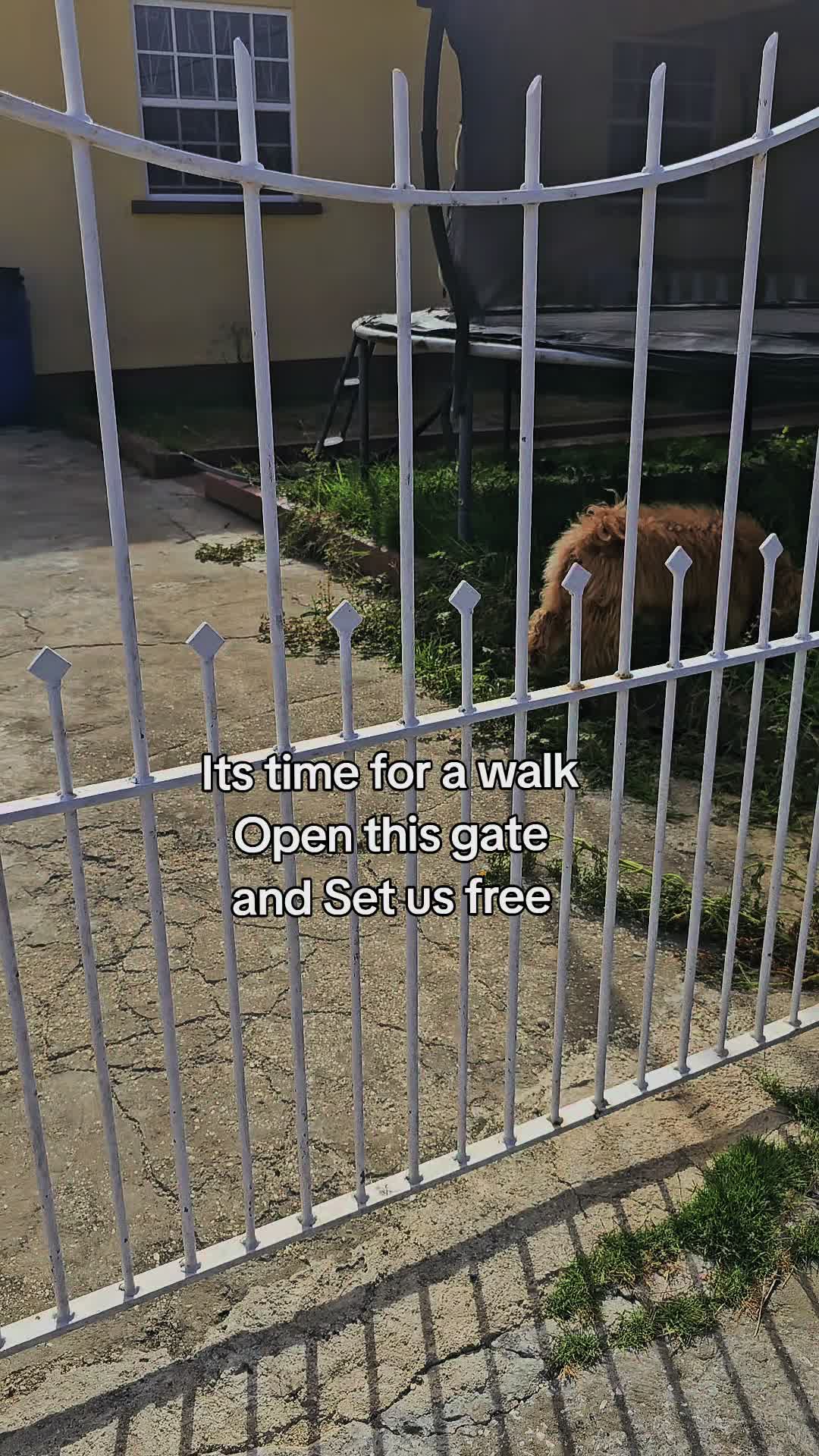 @MixedPetCollective