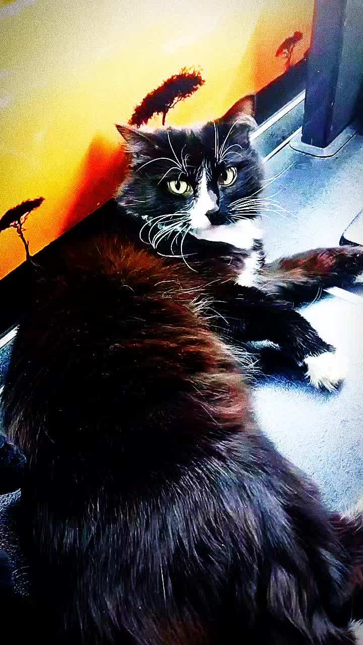 @лилац ∅ (котик хлыщ)