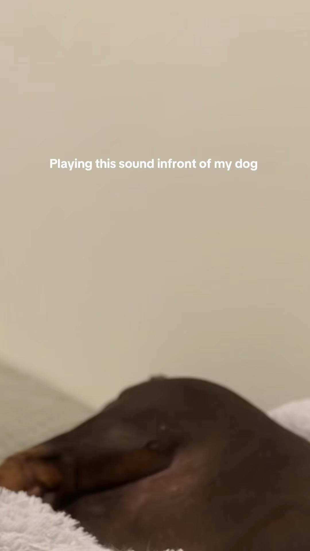 @Pip The Sausage 🤍
