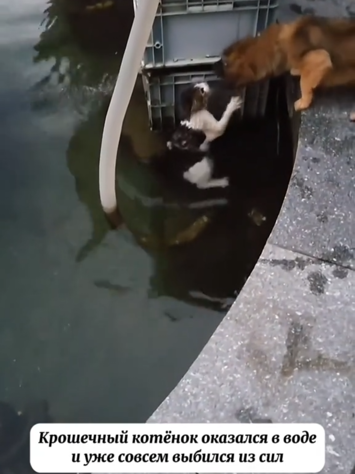 @RescueAnimals Nir