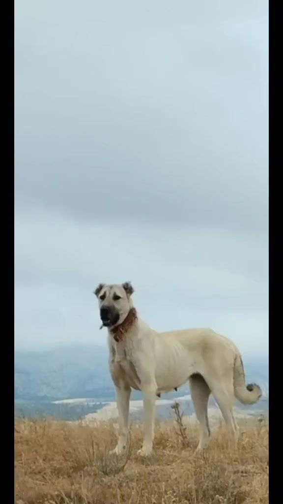 @Ebubekir Kılıç
