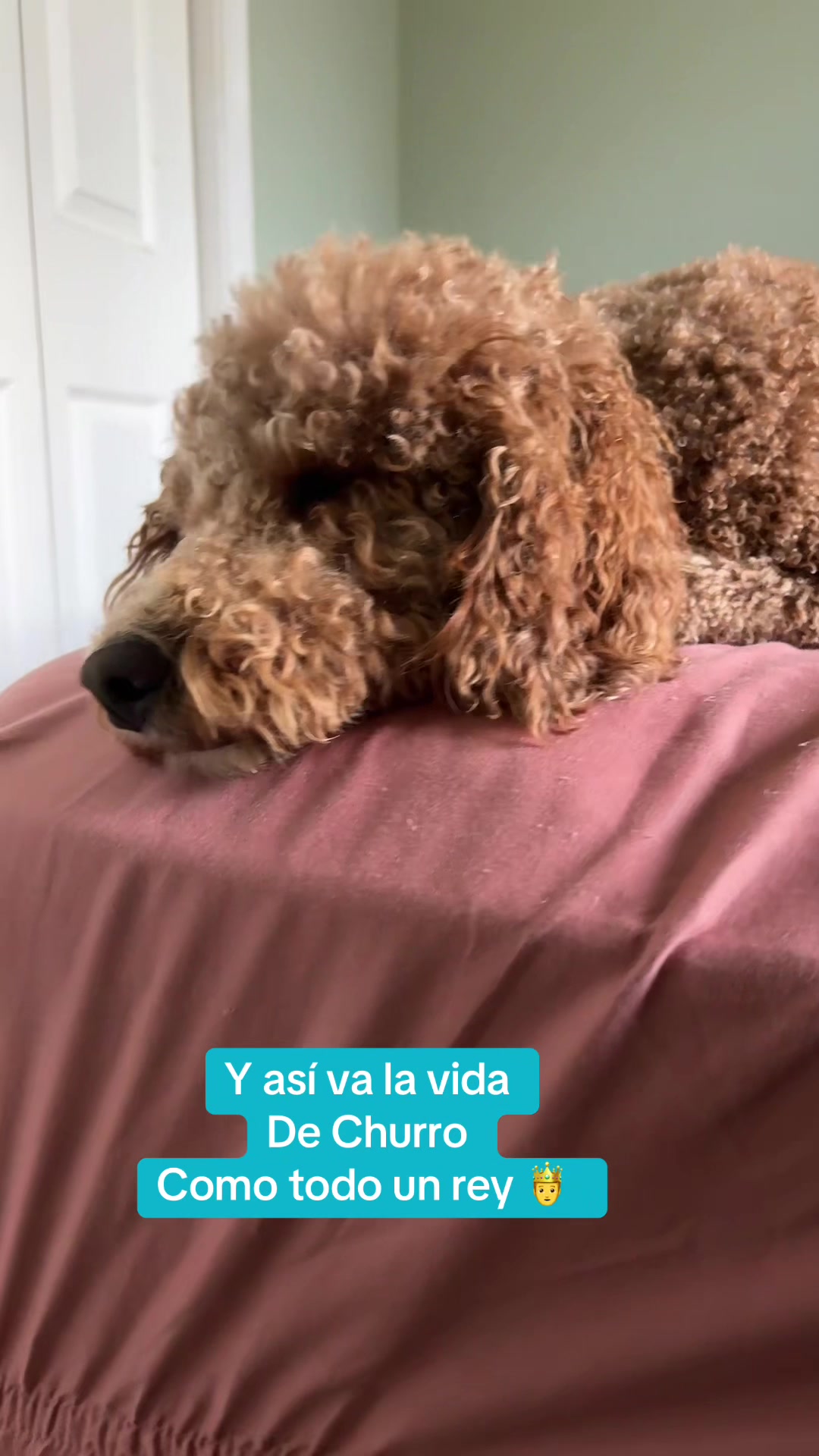 @Reyna y Churro 🐶😍