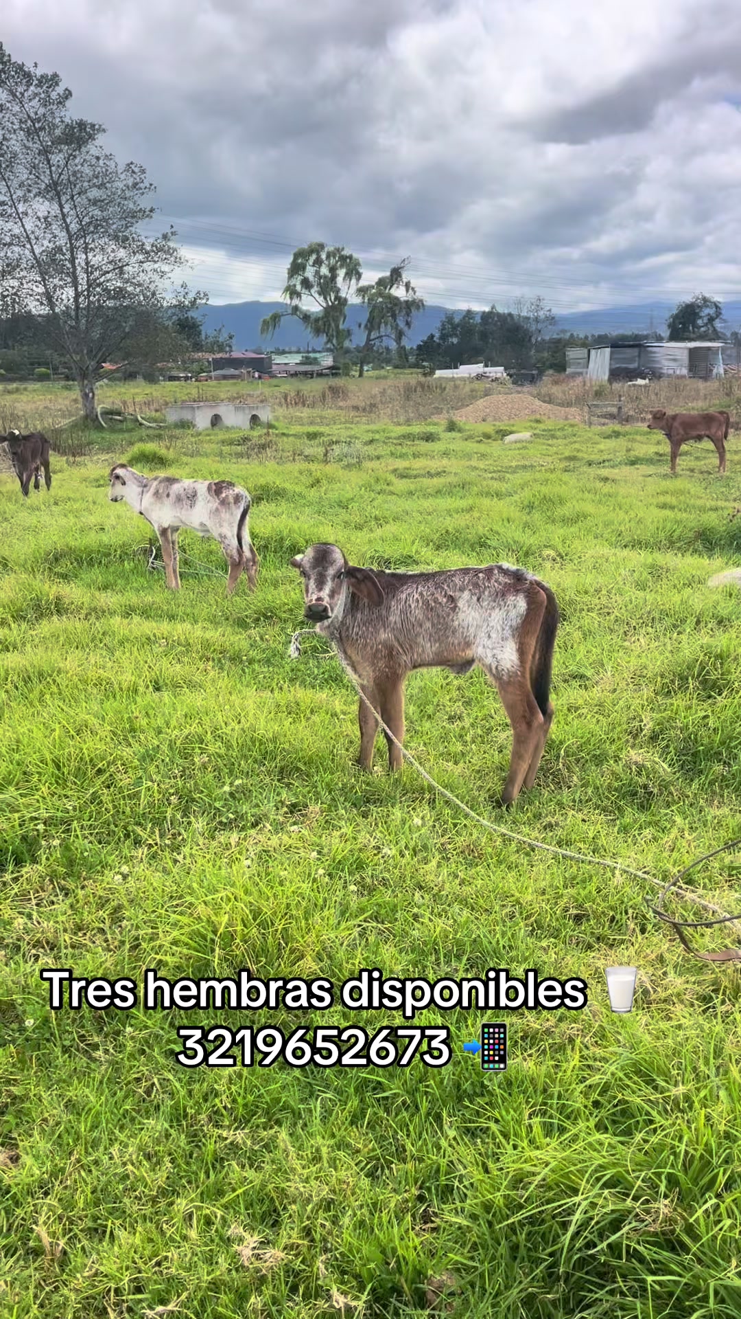 @Juan Rodríguez 🐄