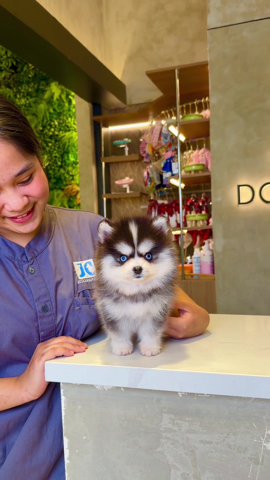 @JC Dog Republic