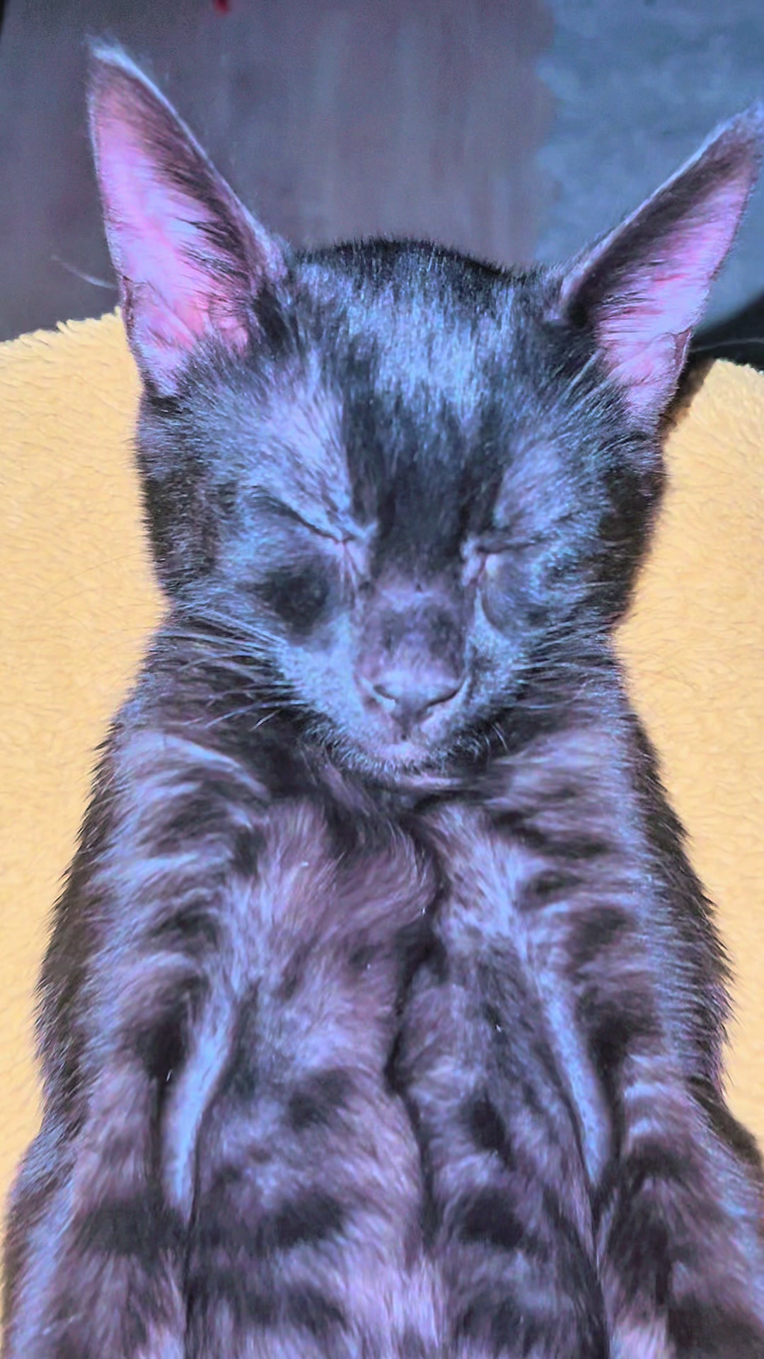 @sweet4bambi♥️Bengalkitten