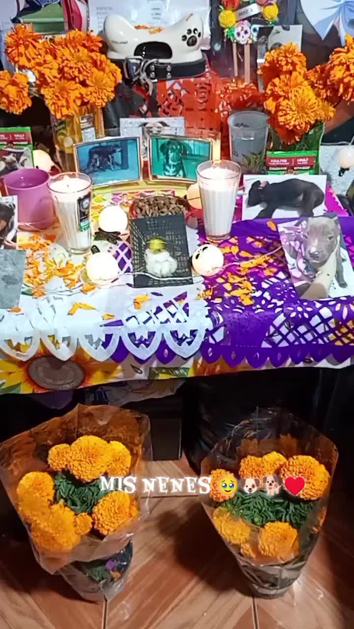 @Dani_Shcj