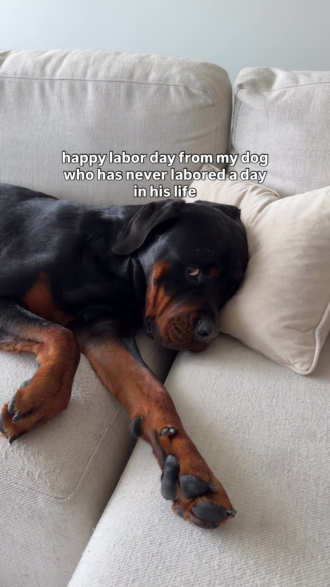 @Rex the Rottweiler
