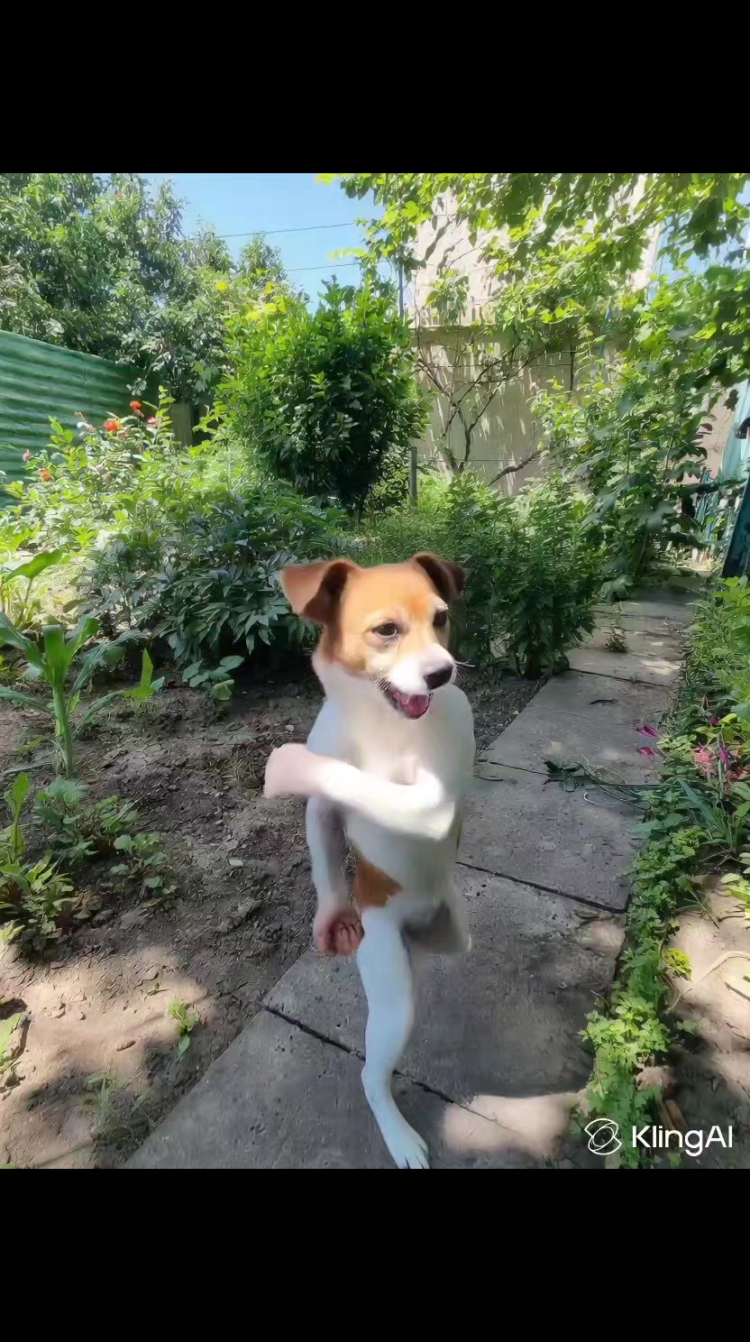 @Jack Russell Ko