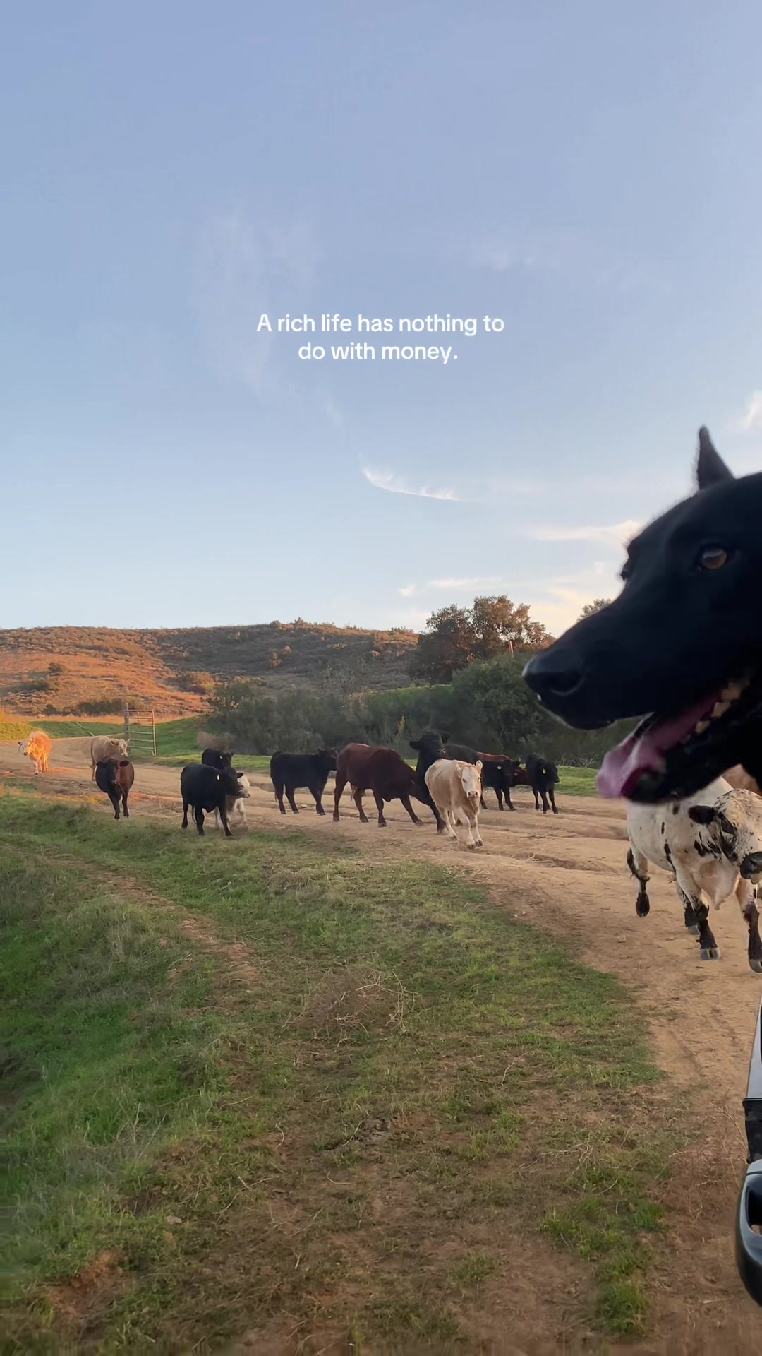 @hvrcattle