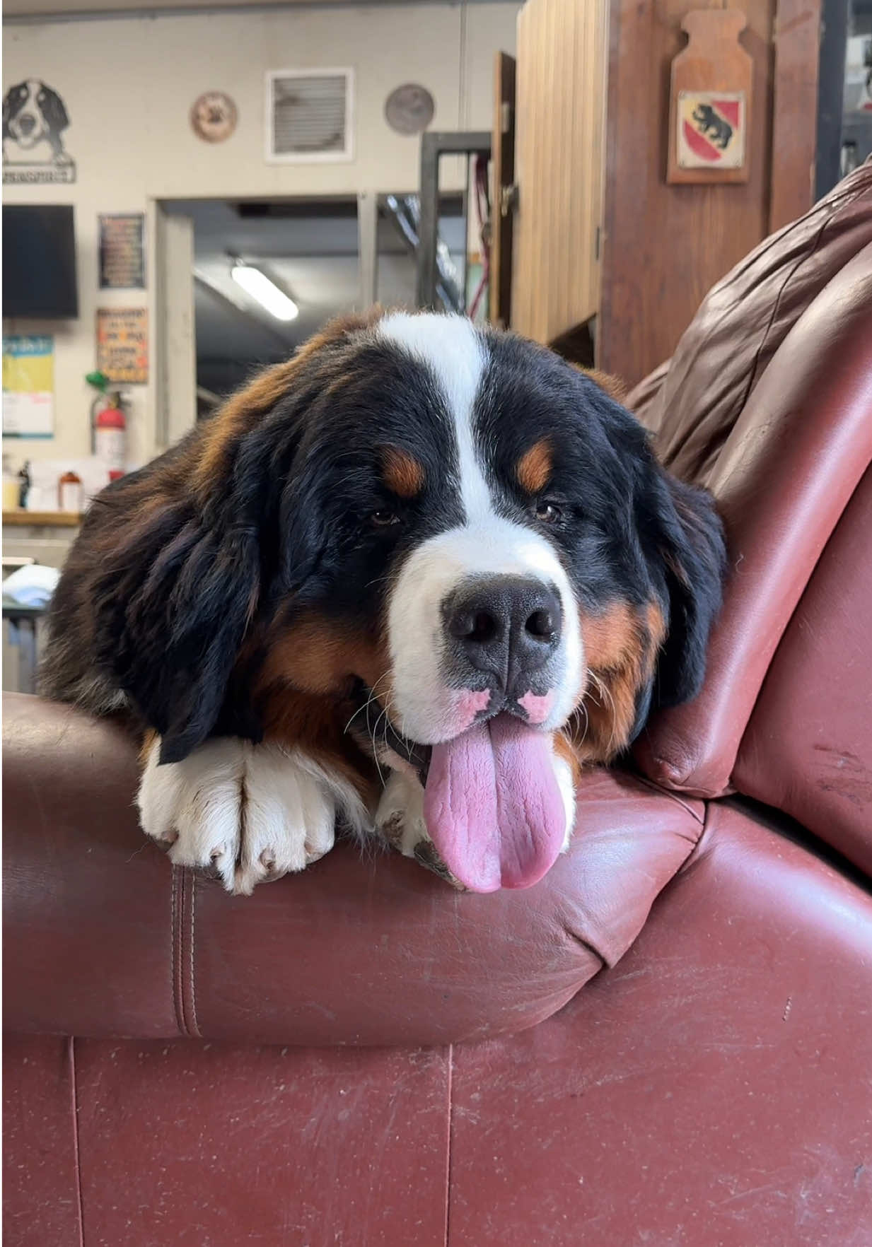 @Alpenspirit Bernese