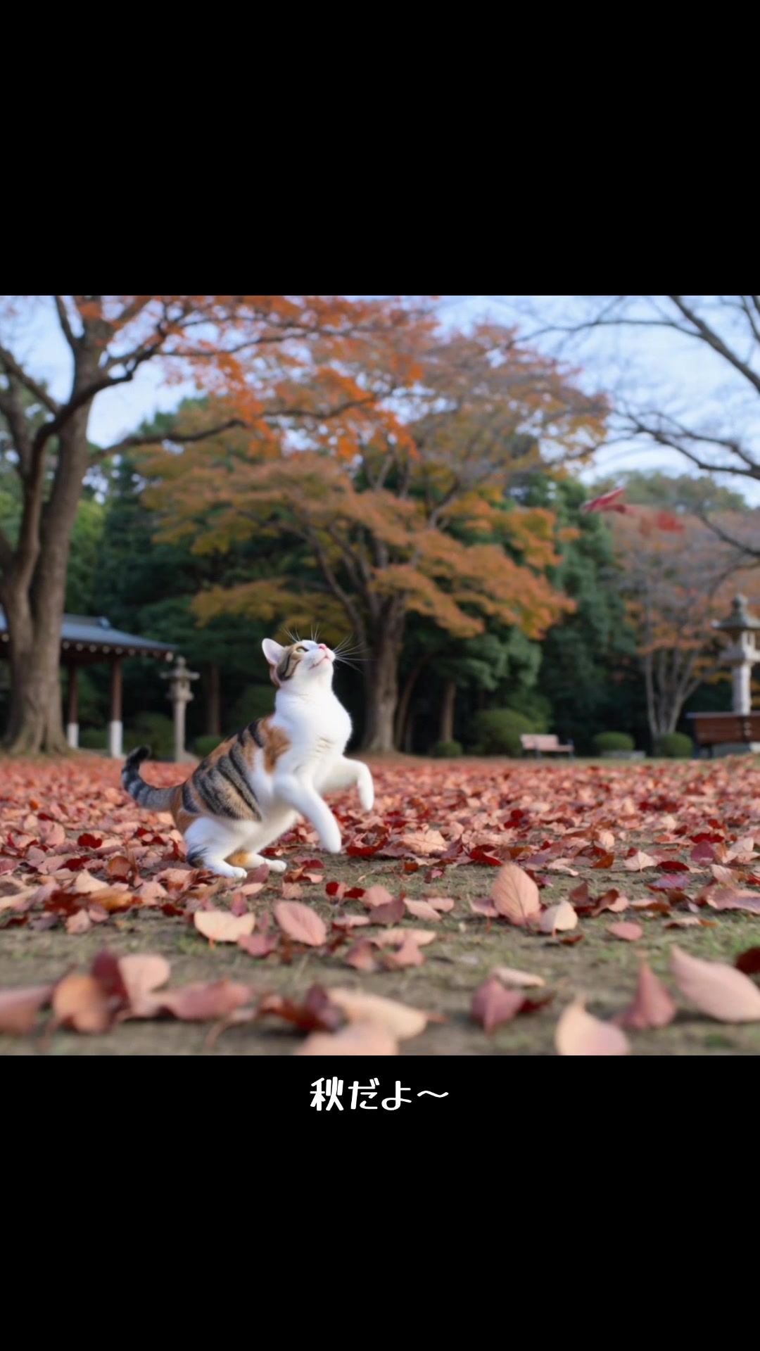 @Shin Hashi