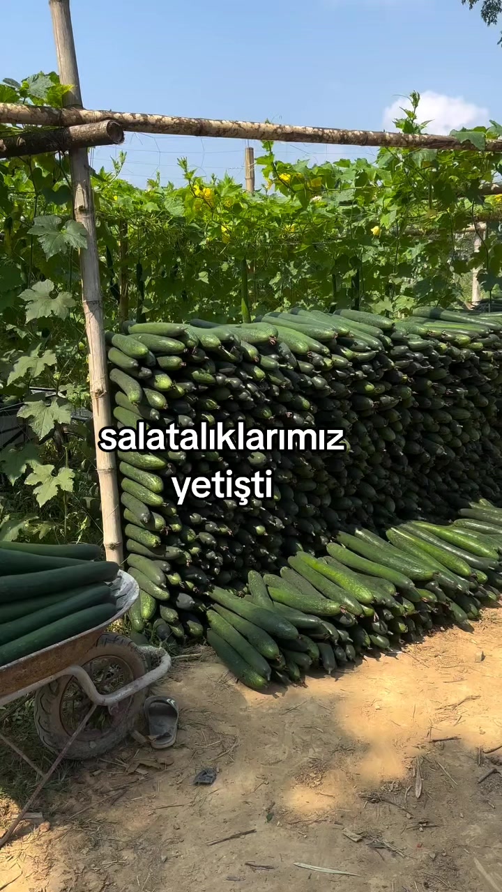 @rolland