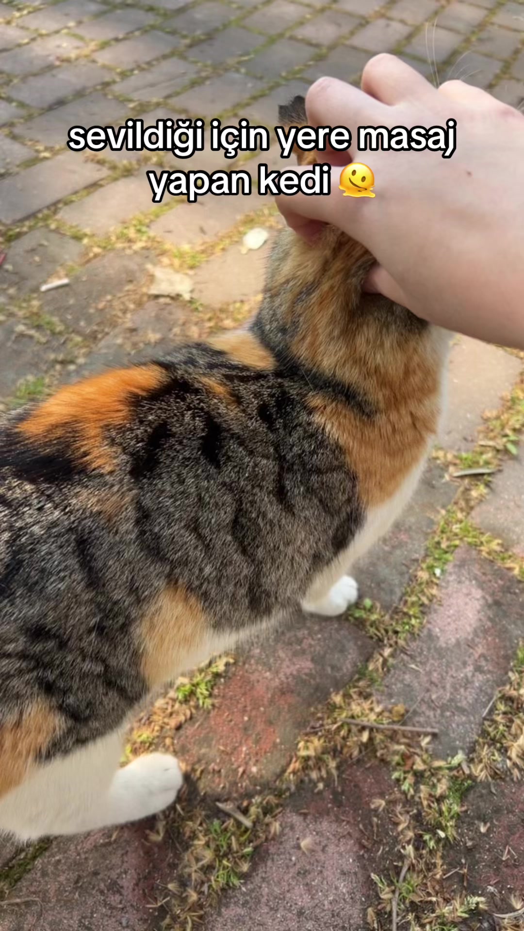 @eda ✩₊˚.⋆☾𓃠☽⋆⁺₊✧