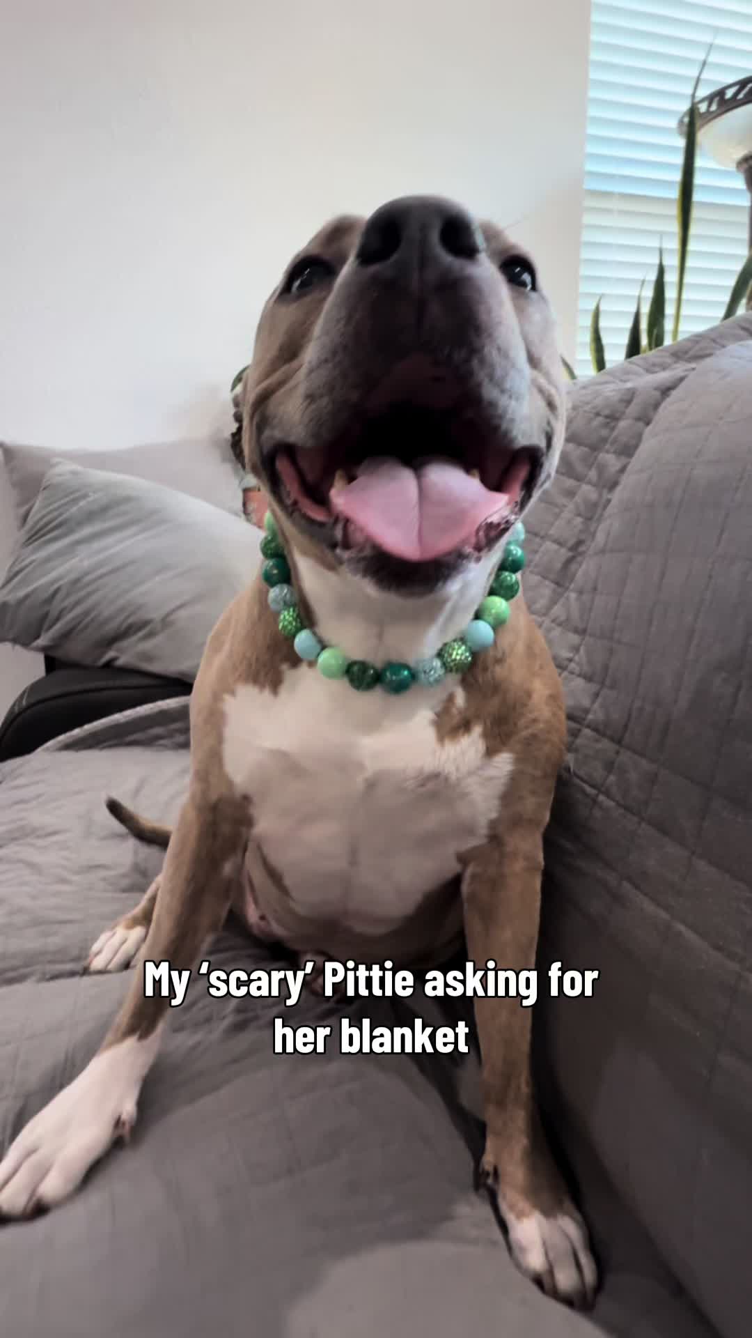 @Indie.pittie