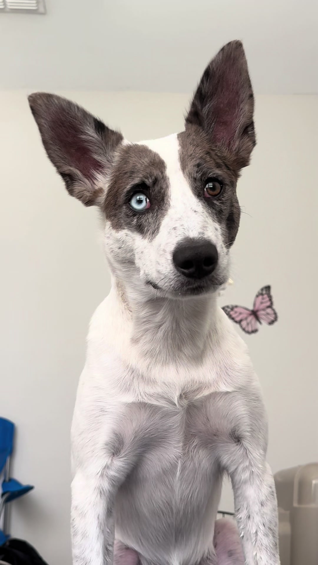 @tiffanysdiamonddogs