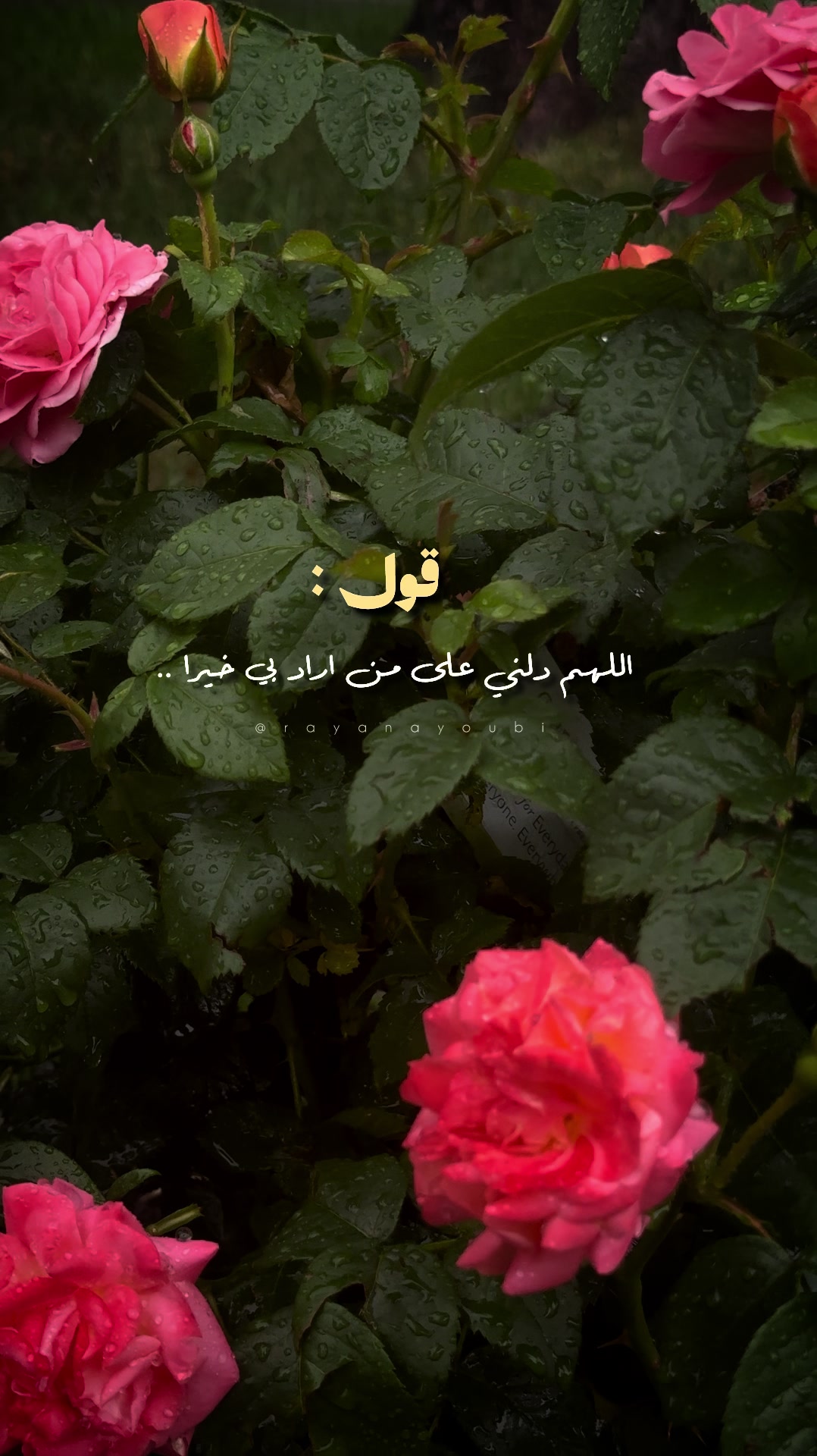 @Rayan El Ayoubi